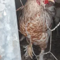 خروس محلی چهل تاج|حیوانات مزرعه|آبپخش, |دیوار