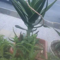 مهدیشهر شهرک یازدهکتار ۷۳متر اجاره