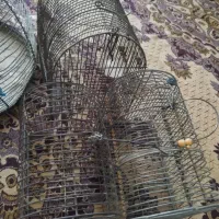 قفس سهره قفس طرقه مناسب