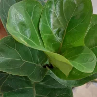 گل لیراتا|گل و گیاه طبیعی|رشت, پیرکلاچای|دیوار