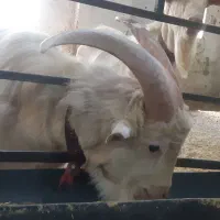 نر بز سانن خالص (تکه)