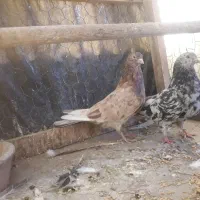 یک جفت کبوتر|پرنده|تهران, دروازه شمیران|دیوار