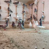 دسته بیرونی عجل|پرنده|شیراز, مهدی‌آباد|دیوار