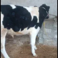 گوساله نر|حیوانات مزرعه|ارم, |دیوار