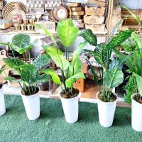 درختچه وگل نقدوقسطی