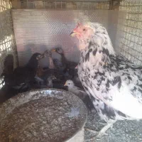 مرغ گلین کرچ با ۱۶ تا جوجه