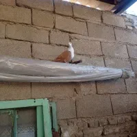 کلاغ کاکلی