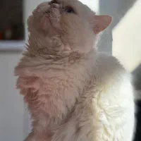 گربه