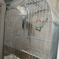 پرنده