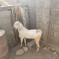 کهره نر
