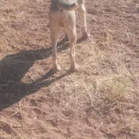 سلام ی قلاده توله سگ سرابی مخصوص مخصوص نگهبانی|سگ|قیدار, |دیوار