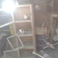 تعدادزیادکبوترباقفس