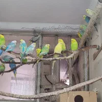 مرغ عشق رینبو - رنگین کمانی - رنگ خاص