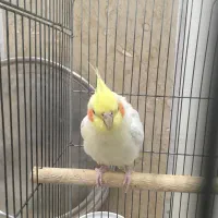 یک جفت عروس هلندی|پرنده|سبزوار, قصبه شرقی|دیوار