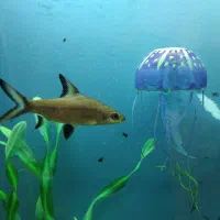 ماهی سیلور شارک