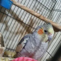 عروس هلندی  بالغ
