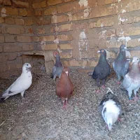 کبوتر کفتر