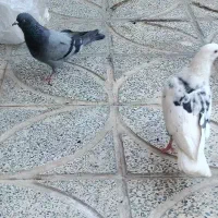 کبوتر|پرنده|دورود, |دیوار