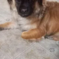 سگ ماده  ۷ ماهه|سگ|پرند, فاز ۴|دیوار