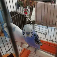 مرغ عشق به همراه قفس معاوضه با جوجه عروس هلندی|پرنده|فردیس, نگارستان|دیوار