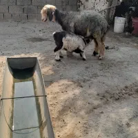 شیشک