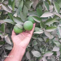 باغ جهت ویلا