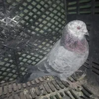 کفتر