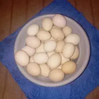 تخم مرغ محلی