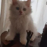 واگذاری توله پرشین