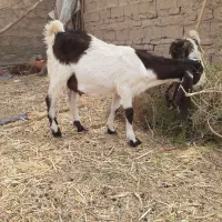 بزهای نر و ماده