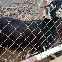 بز بزغاله|حیوانات مزرعه|رشت, حافظ آباد|دیوار