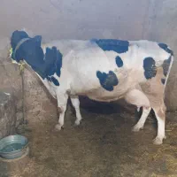 گاوتلیسه،سی کیلوشیر