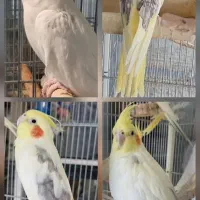 جشنواره طوطی عروس هلندی