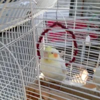 عروس هلندی معاوضه نربا ماده|پرنده|دلند, |دیوار