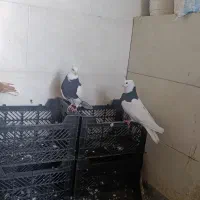 نرماده  طوقی سیاه