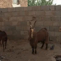سرخس|حیوانات مزرعه|سرخس, |دیوار