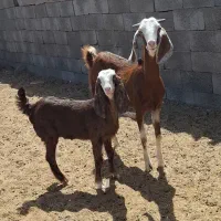 بز و کره پاکستانی