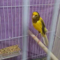 قناری کرست ابلغ زرد کشیده نر|پرنده|مشهد, پروین اعتصامی|دیوار