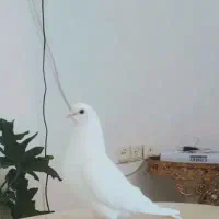 کبوتر گمشده