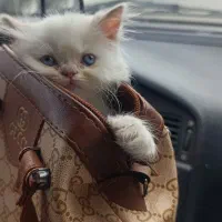 توله گربه