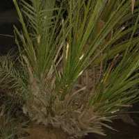 بچه نخل برحی|گل و گیاه طبیعی|چمران, |دیوار