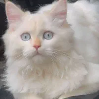 پرشین نر جهت جفت گیری