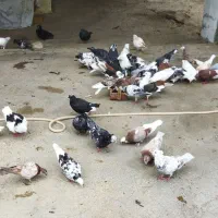 کبوتر پرشی|پرنده|چالوس, |دیوار