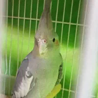 عروس هلندی آهویی نر