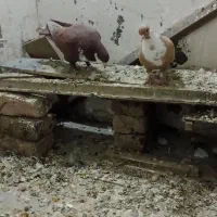 کفتر پرنده|پرنده|نیمبلوک, |دیوار