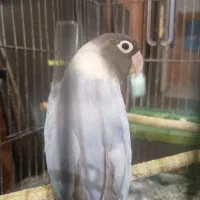 طوطی برزیلی ماده