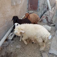 بره نر ماده|حیوانات مزرعه|چمران, |دیوار