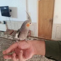 جوجه عروس هلندی سینامون دستی