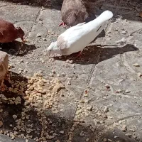کبوتر