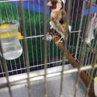 سهره نر جوجه قفس